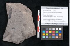 Foto (Objekt + Etikett) von Dryandra comptoniaefolia Ettingshausen (NHMW-GEO-2024-0188-10185)